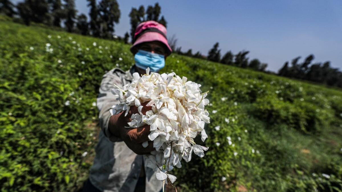 A worker, mask-clad due to the COVID-19 coronavirus pandemic, presents a handful of harvested jasmine flowers while standing in a field at the village of Shubra Beloula in Egypt's northern Nile delta province of Gharbiya on July 23, 2020. Mohamed el-Shahed / AFP