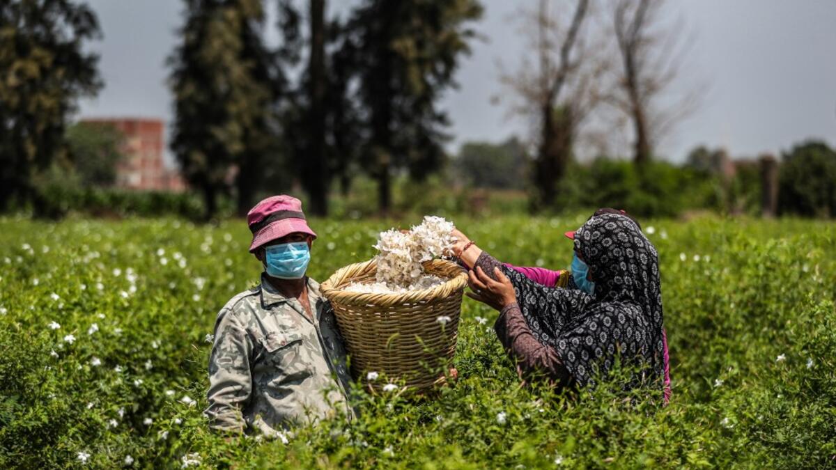 A worker, mask-clad due to the COVID-19 coronavirus pandemic, throws a handful of harvested jasmine flowers into a wicker basket at a field at the village of Shubra Beloula in Egypt's northern Nile delta province of Gharbiya on July 23, 2020. Mohamed el-Shahed / AFP