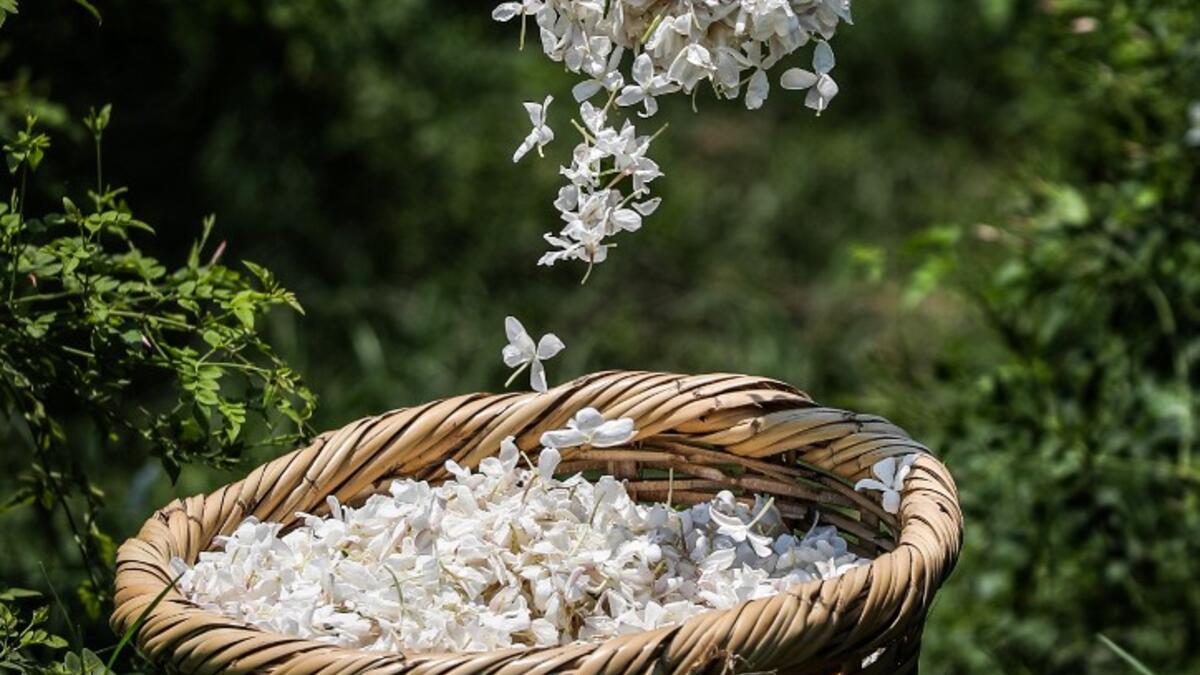 A worker throws a handful of harvested jasmine flowers into a wicker basket at a field at the village of Shubra Beloula in Egypt's northern Nile delta province of Gharbiya on July 23, 2020. Mohamed el-Shahed / AFP