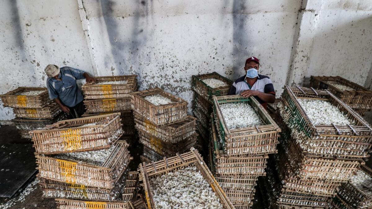 Workers stand by baskets filled with harvested jasmine flowers at a warehouse in the village of Shubra Beloula in Egypt's northern Nile delta province of Gharbiya on July 23, 2020. Mohamed el-Shahed / AFP