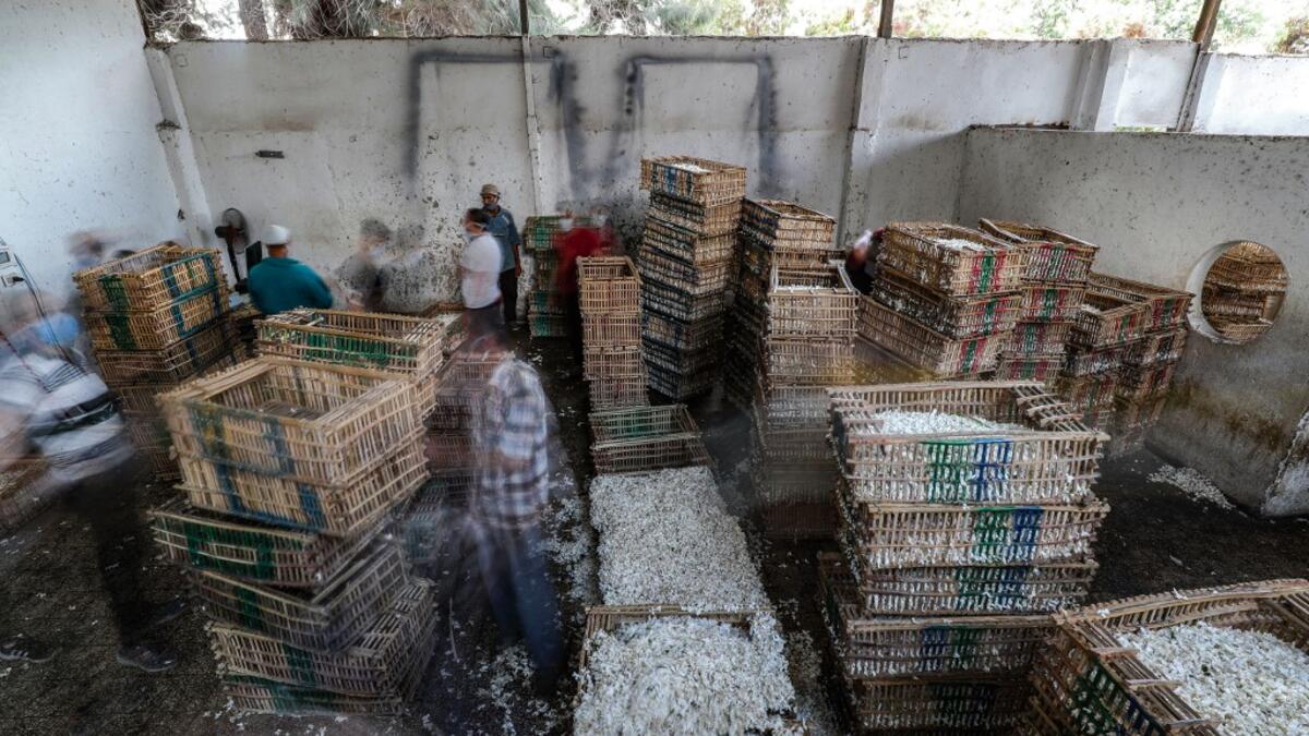 the village of Shubra Beloula In Gharbiya, in the Egyptian fertile Delta, produces more than half of the aromatic extracts used in essential oils for global jasmine production. Mohamed el-Shahed / AFP