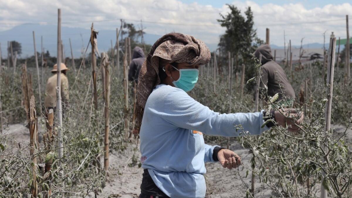 Farmers work on their farm covered with ash following an eruption by Mount Sinabung at the Sukatepu village in Karo, North Sumatra, on August 10, 2020. Ivan Damanik / AFP