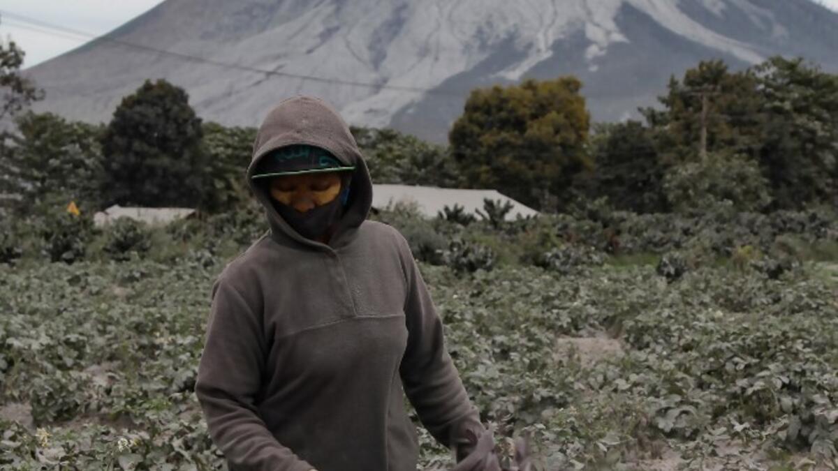 A villager cleans volcanic ash from his plants' leaves at Naman Teran village in Karo, North Sumatra, on August 11, 2020 a day after the eruption of Mount Sinabung (background). IVAN DAMANIK / AFP