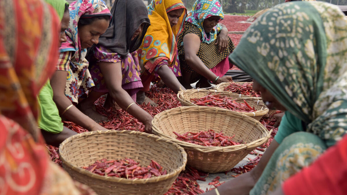 Bangladeshi women shorts red chilies after dry them under the sun at Bogra district.  (Shutterstock/ File photo)