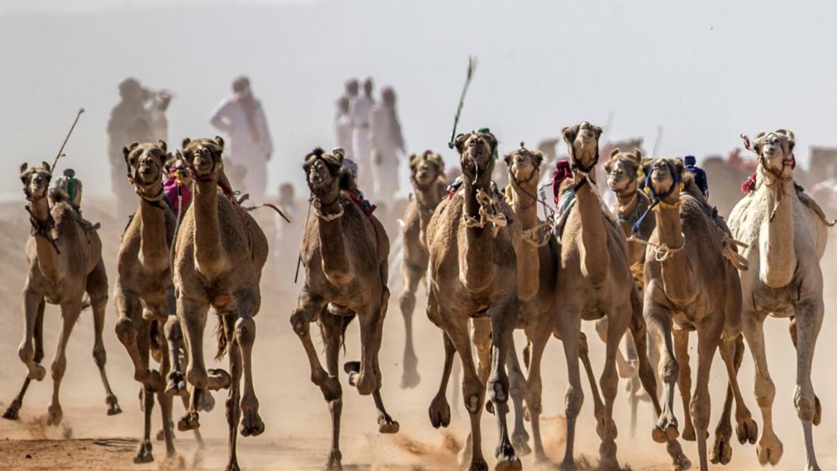 Camels run on a dirt track during a race in Egypt's South Sinai desert on September 12, 2020, after more than six month of hiatus due to the coronavirus outbreak. Camel racing is a traditional sport in many Arab countries, most notably in the Gulf region, and in Egypt, bedouins of the South Sinai desert have kept up the tradition. Khaled DESOUKI / AFP