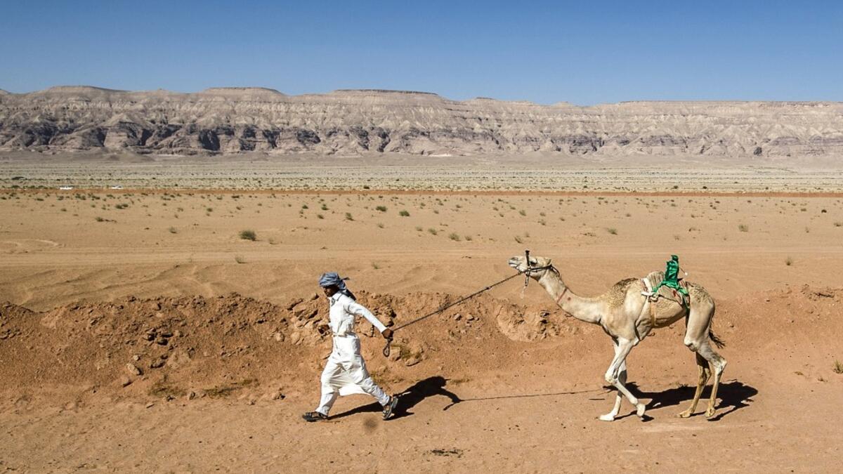 Camel racing is a traditional sport in many Arab countries, most notably in the Gulf region, and in Egypt, bedouins of the South Sinai desert have kept up the tradition. But race events have been suspended since March following the COVID-19 outbreak, and orders only came down at the beginning of the month that they could resume this weekend. Khaled DESOUKI / AFP