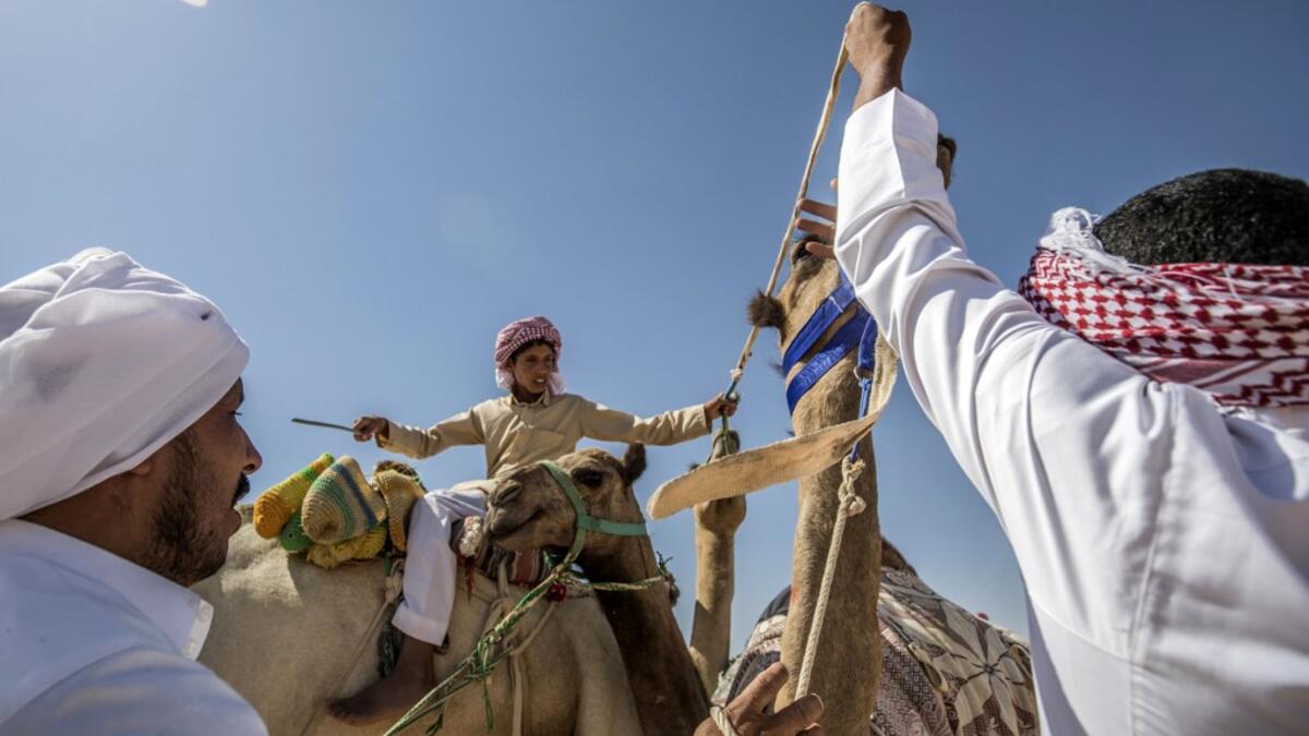 Camel racing is a traditional sport in many Arab countries, most notably in the Gulf region, and in Egypt, bedouins of the South Sinai desert have kept up the tradition. Khaled DESOUKI / AFP