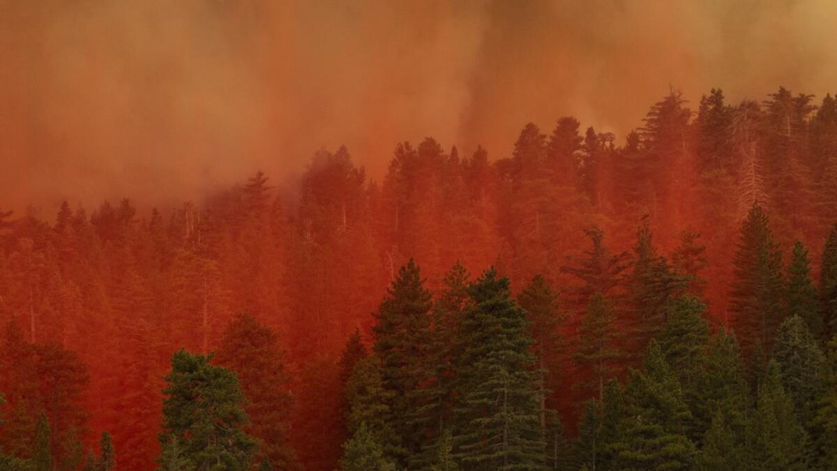 Fire retardant from a Coulson 737 firefighting tanker jet falls on a forest to slow the Bobcat Fire at the top of a major run up a mountainside in the Angeles National Forest on September 10, 2020 north of Monrovia, California. California wildfires that have already incinerated a record 2.3 million acres this year and are expected to continue till December. The Bobcat Fire has grown to about 24,00 acres, and is 6% contained. David McNew/Getty Images/AFP DAVID MCNEW / GETTY IMAGES NORTH AMERICA / Getty Image