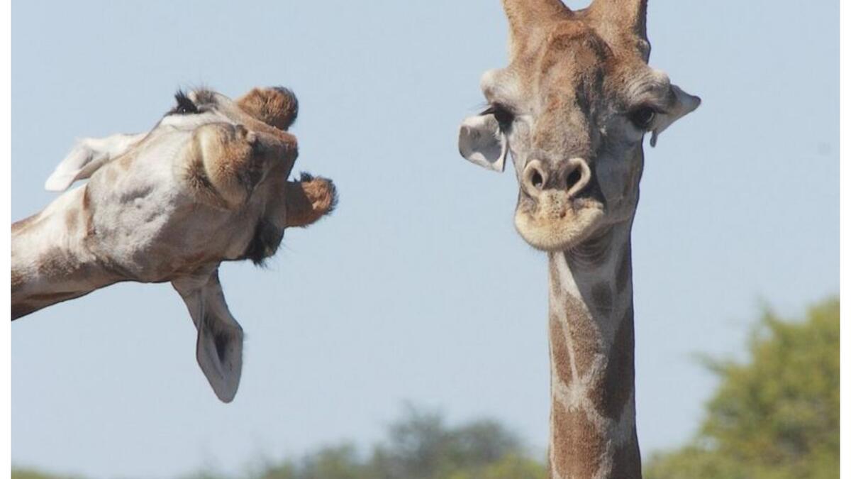 للمصورة "بريجيت ألكالاي ماركون" - الزرافات في منتزه إيتوشا" الوطني، ناميبيا.
