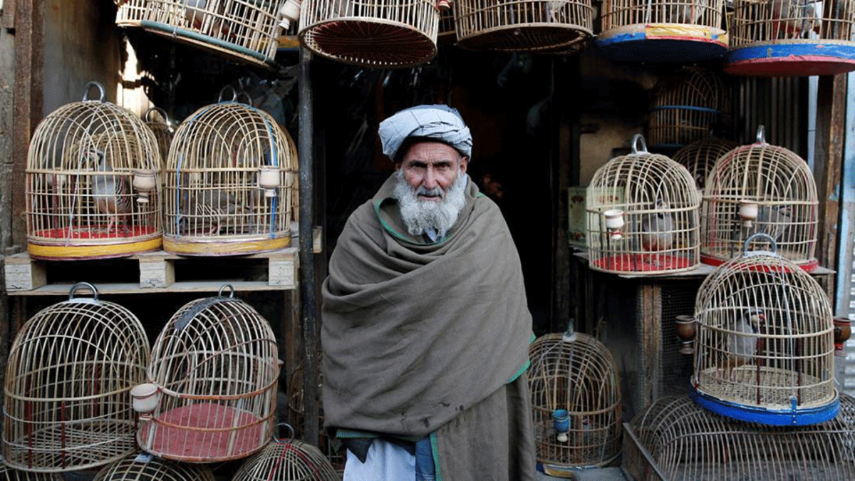 سوق طيور كا فيروشي في كابول – أفغانستان