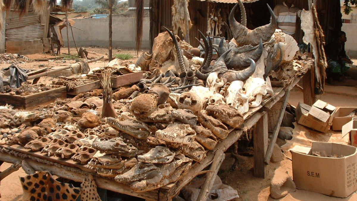 سوق لومي فودو في توغو