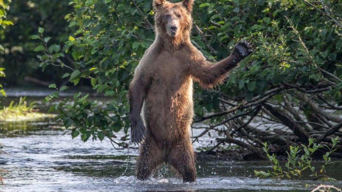 (مرحبا جميعًا) للمصور "إريك فيشر" - دب بني في ألاسكا.