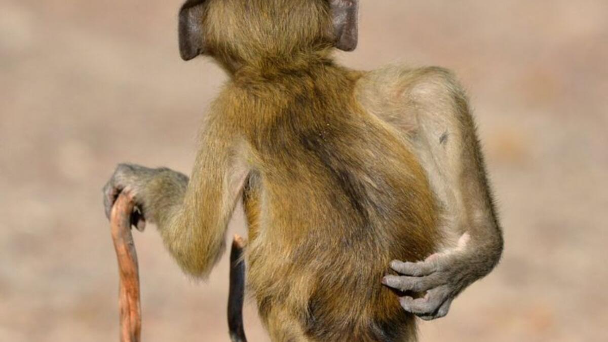 (غير معاق اجتماعيا) للمصور "مارتن جريس" - بابون تشاكما بالقرب من نهر تشوبي، بوتسوانا.