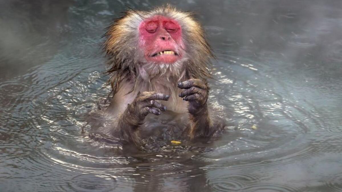 (حار جدًا) للمصور Wei Ping Peng - قرد في إحدى بحيرات اليابان.