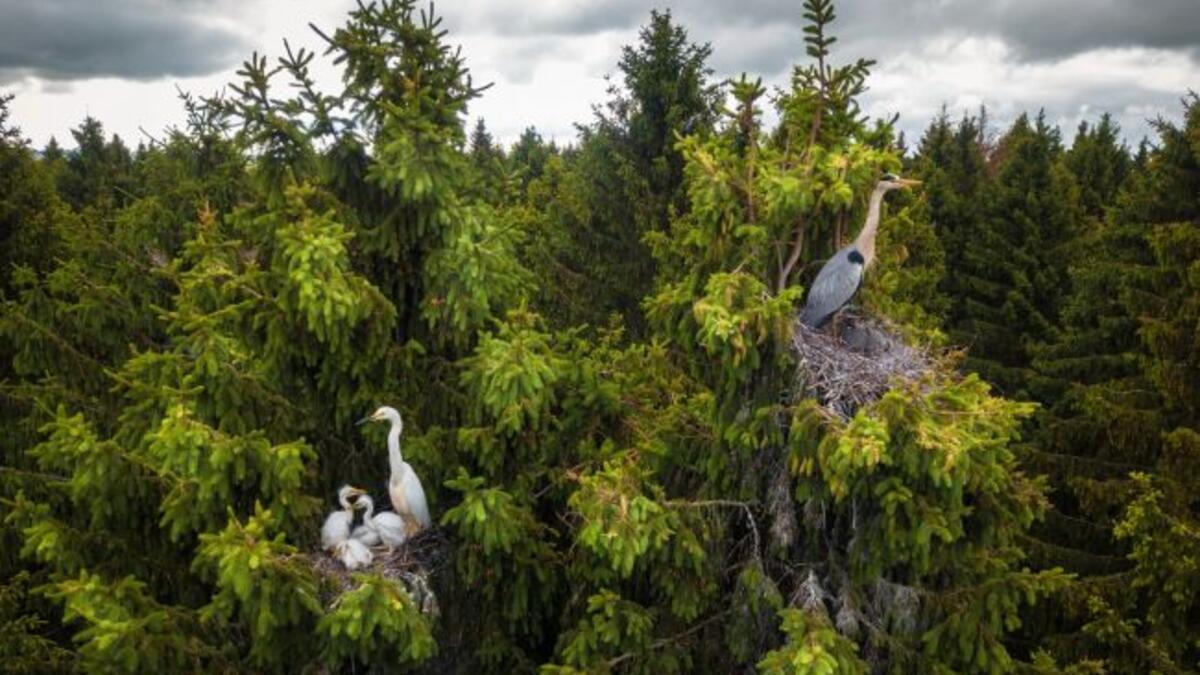 فئة الحياة البرية: أين يعيش مالك الحزين للمصوّر "دميتري فيليونوف".