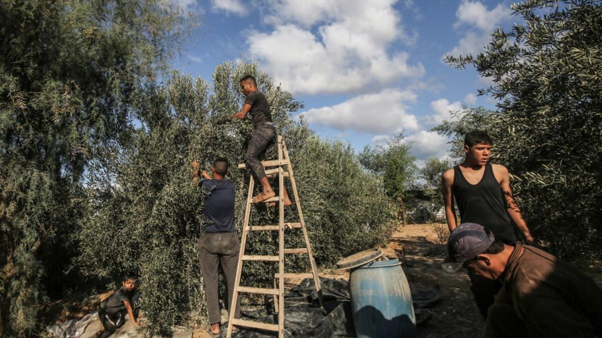 Members of a Palestinian family harvest olives in Rafah, in the southern Gaza Strip on October 4, 2020. SAID KHATIB / AFP