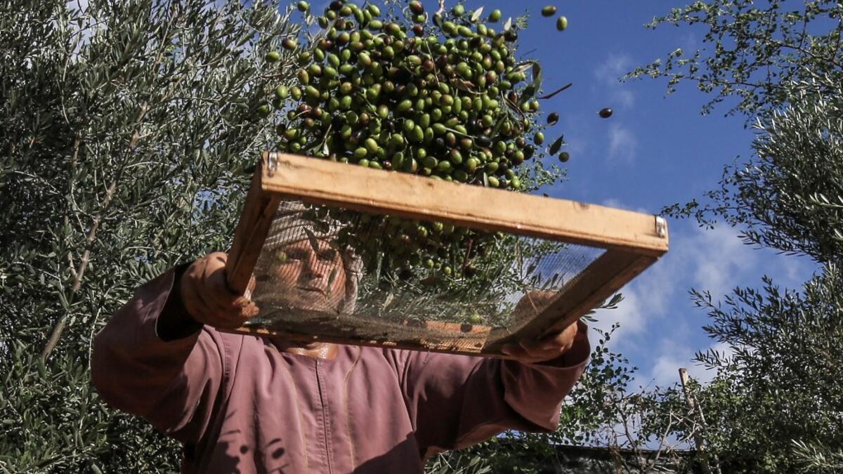 A Palestinian man sifts freshly harvested olives in Rafah, in the southern Gaza Strip on October 4, 2020. SAID KHATIB / AFP