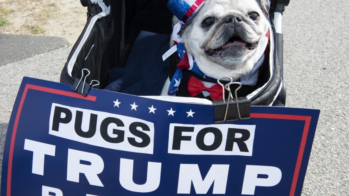 A pug sit in a baby carriage as people dressed in political costumes participate in a contest during a Trump campaign rally named "Trumptoberfest" at Rocky Point Park in Warwick, Rhode Island on October 11, 2020. Many supporters dressed in political campaign clothing and waved flags while others dressed in festive costumes to take part in a political costume contest. Joseph Prezioso / AFP
