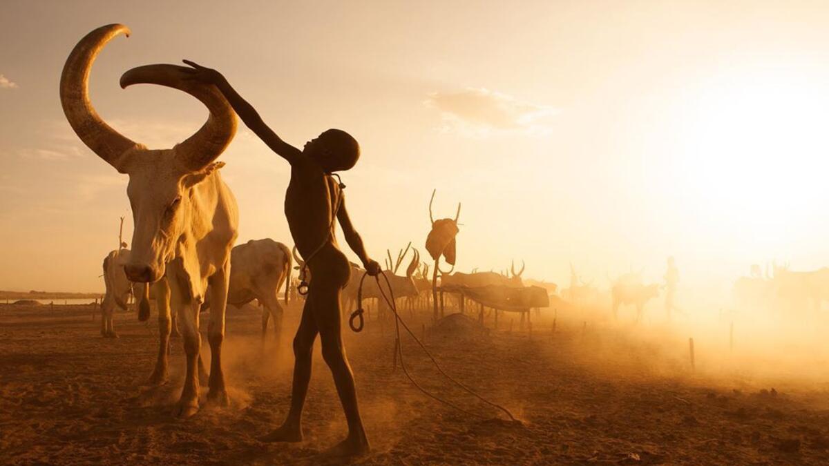 Saudi Photographer Hesham Alhumaid's photo captioned Saving The Cows - Terakeka - South Sudan. (Instagram/@hesh4m)