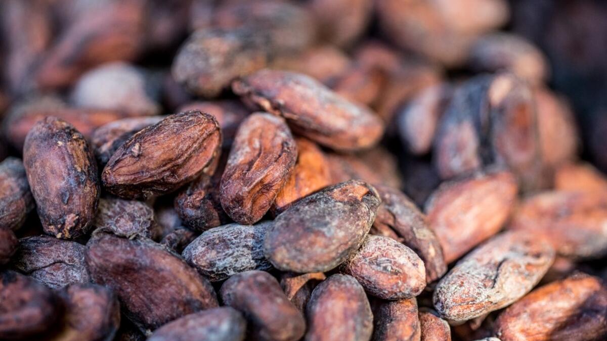 Cocoa beans are seen in the workshops of Makaya Chocolat on December 23, 2020 in Petionville, Haiti. Although small in the face of South America's giants, Haiti is slowly developing its cocoa industry to ensure better incomes for thousands of modest farmers and to end the stereotype of gastronomic art known as the domain of wealthy countries. Valerie Baeriswyl / AFP