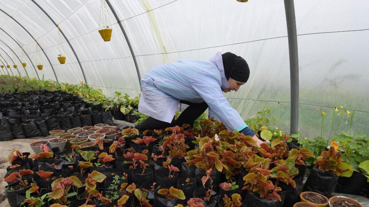 Sonia Ibidhi, a 42-year-old journalist turned to organic farming, cares for potted plants in the greenhouse of her small farm where she produces edible flowers, in the northwestern Tunisian coastal town of Tabarka, on Januray 28, 2021. FETHI BELAID / AFP