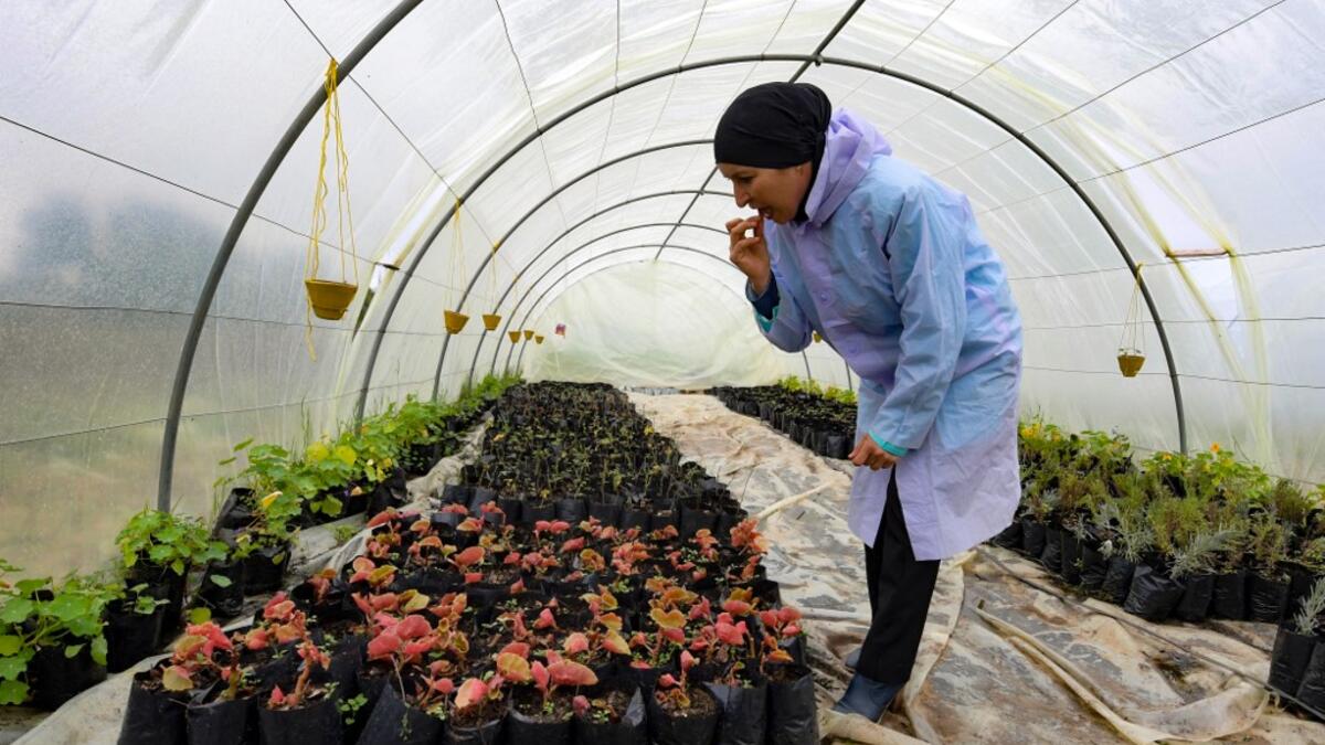 Sonia Ibidhi, a 42-year-old journalist turned to organic farming, tastes some petals in the greenhouse of her small farm where she produces edible flowers, in the northwestern Tunisian coastal town of Tabarka, on Januray 28, 2021.FETHI BELAID / AFP
