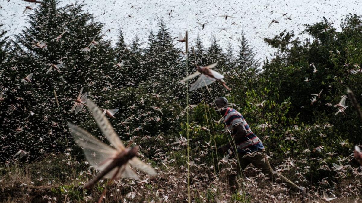 A picuture taken on February 9, 2021, shows a local farmer walking in a swarm of desert locust in Meru, Kenya. The United Nations Food and Agricultural Organisation works with a variety of Kenyan security, logistics and charter companies who have expanded their operations to closely track swarms of locusts in East Africa, before dispatching teams to targeted areas to spray the insects with pesticides to prevent damage to crops and grazing areas. Yasuyoshi CHIBA / AFP