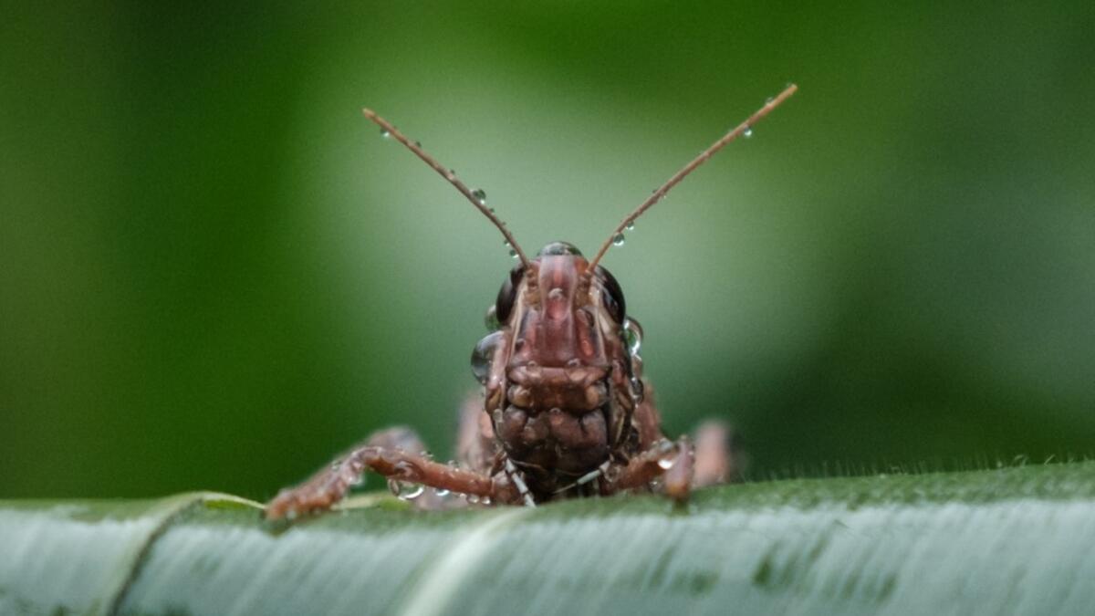 It has been over a year since the worst desert locust infestation in decades hit the region, and while another wave of the insects is spreading through Somalia, Ethiopia and Kenya, the use of cutting edge technology and improved co-ordination is helping to crush the ravenous swarms and protect the livelihoods of thousands of farmers. Yasuyoshi CHIBA / AFP