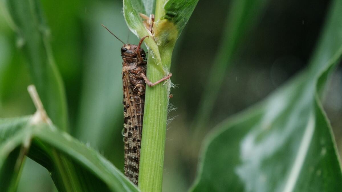 It has been over a year since the worst desert locust infestation in decades hit the region, and while another wave of the insects is spreading through Somalia, Ethiopia and Kenya, the use of cutting edge technology and improved co-ordination is helping to crush the ravenous swarms and protect the livelihoods of thousands of farmers. Yasuyoshi CHIBA / AFP