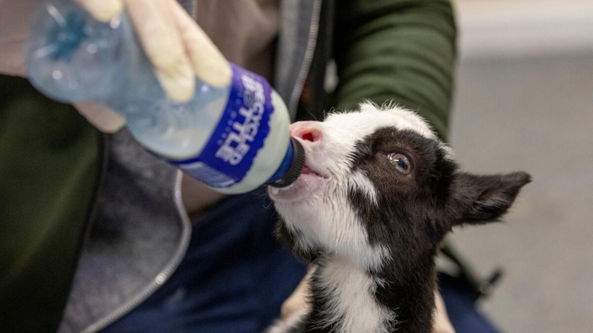 A member of staff feeds a two week-old native wild Irish goat which was found on a mountainside and named Liam, at Wildlife Rehabilitation Ireland's new premises situated behind the Tara na Ri Pub, which is shuttered due to the Covid-19 pandemic, at Garlow Cross outside Navan in County Meath, Ireland on February 18, 2021. Since Ireland's first coronavirus lockdown pub the Tara Na Ri has been closed to regulars, but now it hosts a menagerie of new clientèle as the nation's first wildlife hospital. PAUL FAITH