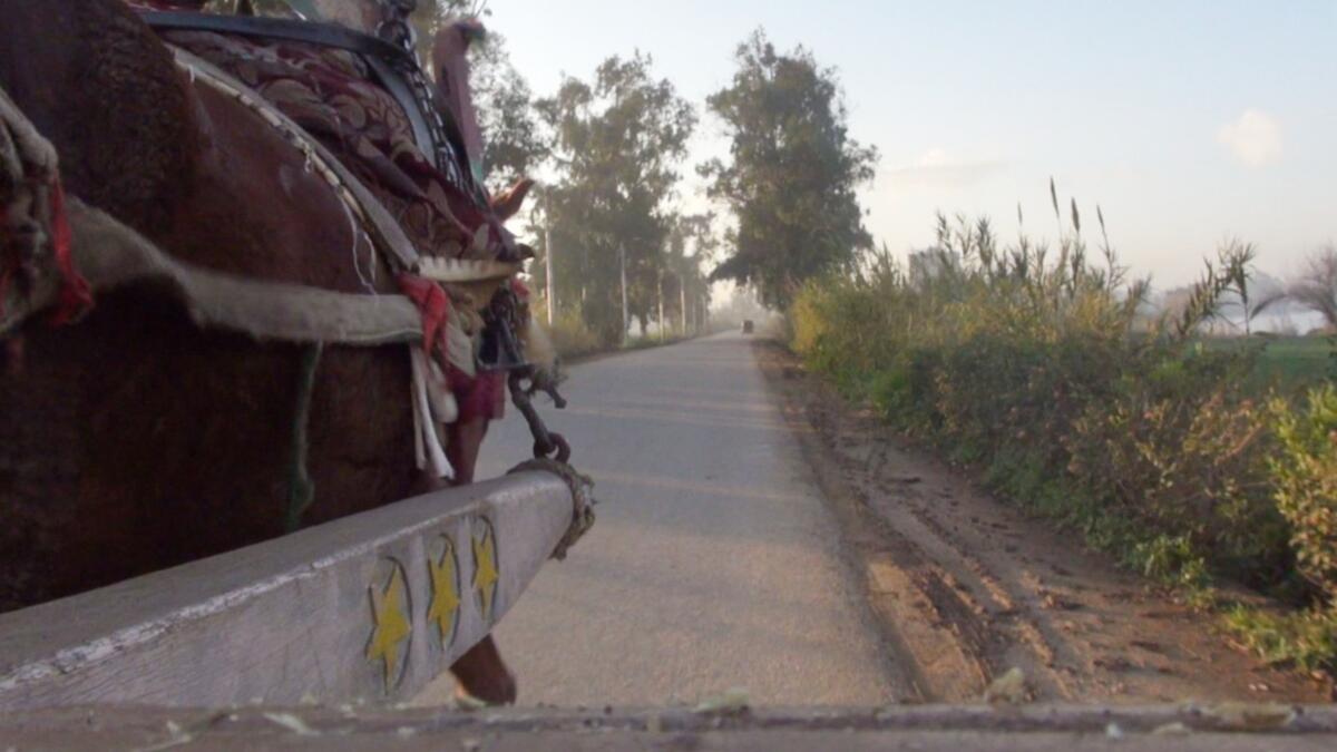 الفيلم المصري"سبع سنوات حول دلتا النيل": للمخرج شريف الزهيري، ضمن عروض قسم "المنتدى الموسع" (Forum Expanded)، والذي يستعرض واقع الحياة اليومية في مدن الدلتا المصرية، التي بدأ شريف الزهيري السفر عبرها خلال 7 سنوات بعد قيام الثورة المصرية في 2011.