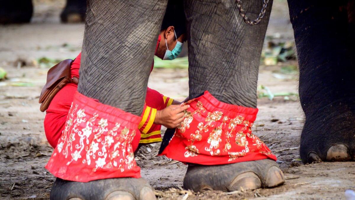 A mahout prepares his elephant for a ceremony
