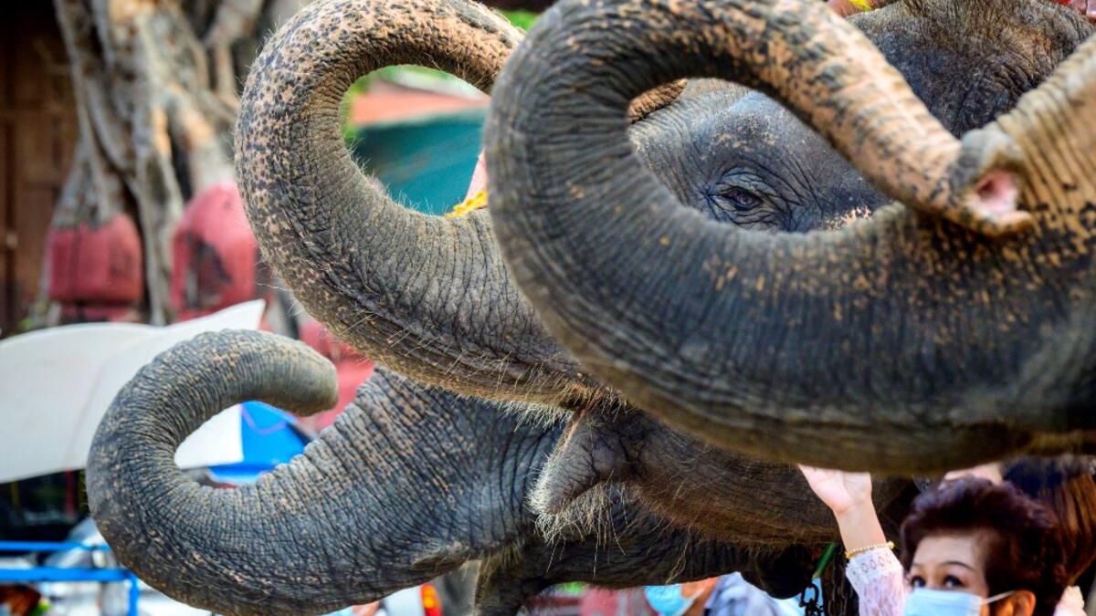 A woman poses for photos in front of elephants during a ceremony to mark National Elephant Day