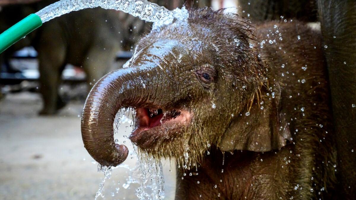 A baby elephant enjoys a bath before a ceremony to mark National Elephant Day