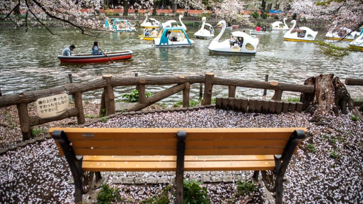 Cherry Blossoms in Japan