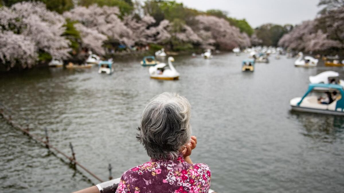 Cherry Blossoms in Japan