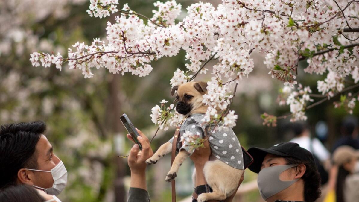 Cherry Blossoms in Japan
