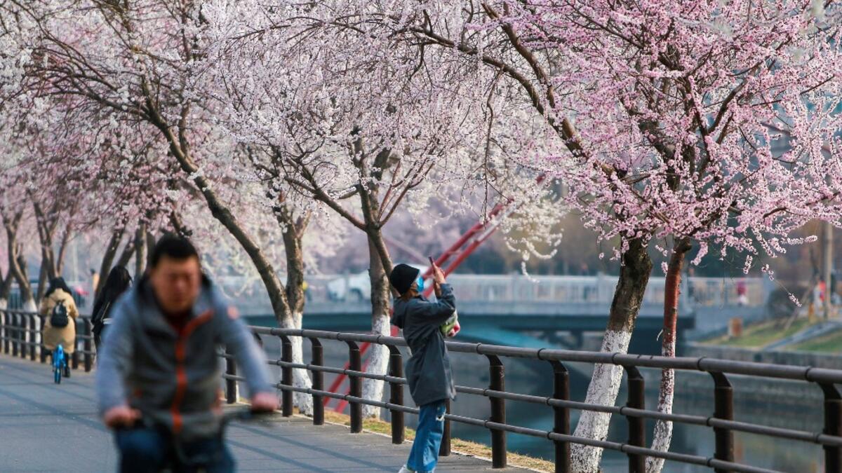 Cherry Blossoms in Japan