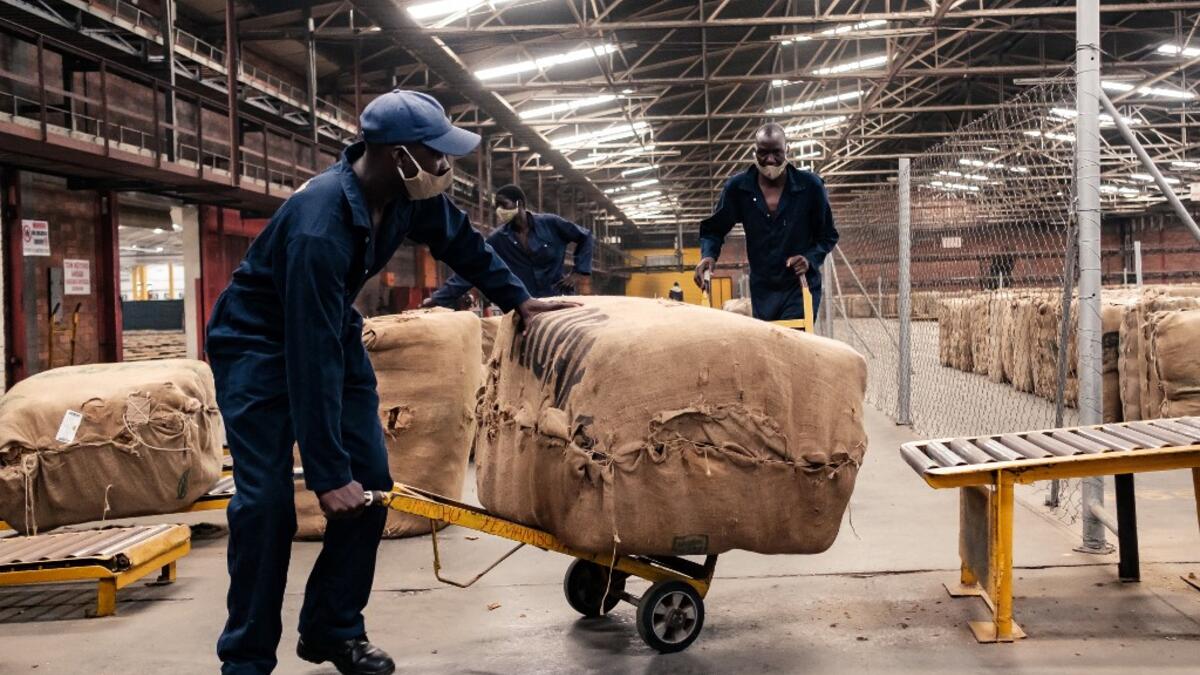 Tobacco season starts in Harare