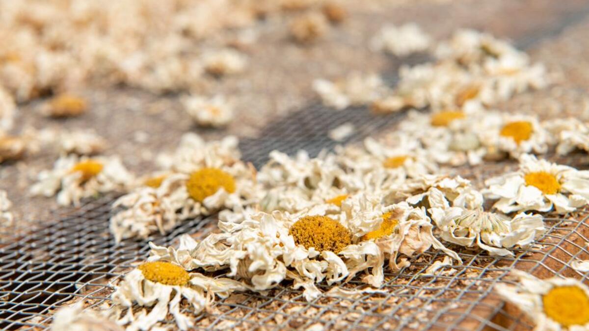 فئة الأفلام الوثائقية: للمصور الإيطالي "فيتو فوسكو" عن سلسلته عن أزهار بيريثروم الكينية التي تستخدم كمبيد حشري طبيعي.