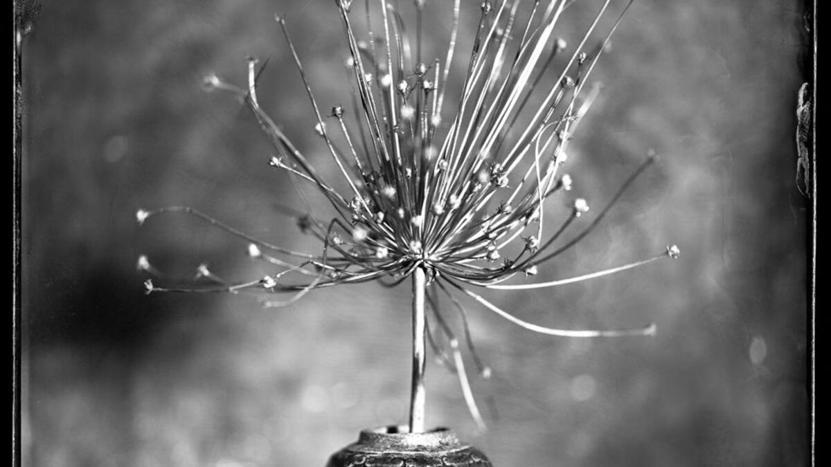 فئة الحياة الساكنة الاحترافية : للمصور"بيتير إليفيلد" من هولندا لصورة من سلسلة "مكونات اللوحة الساكنة.