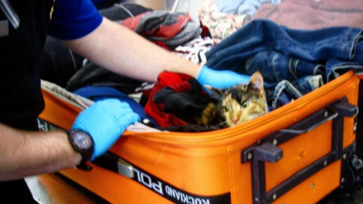 7.قطة حية في حقيبة السفر