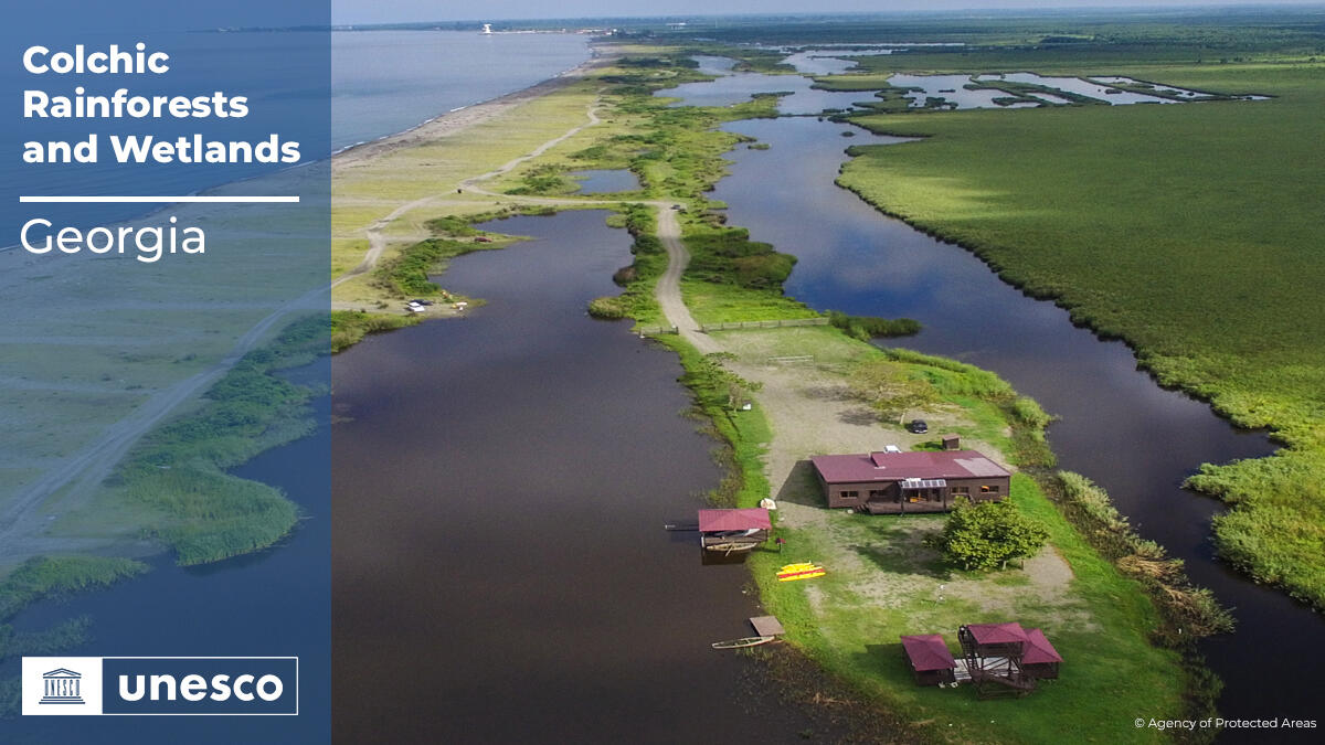 غابات كولشان - جورجيا: تمتد على الساحل الشرقي للبحر الأسود، الذي يمتاز بالحرارة الدافئة والرطوبة الشديدة.