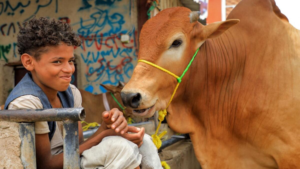 A boy sits next to a cow that will be used as a sacrifical animal at a livestock market in Yemen's capital Sanaa on July 14, 2021, as people buy provisions in preparation for the Eid al-Adha holiday celebrations. Known as the "big" festival, Eid Al-Adha is celebrated each year by Muslims sacrificing various animals according to religious traditions, including cows, camels, goats and sheep. MOHAMMED HUWAIS / AFP