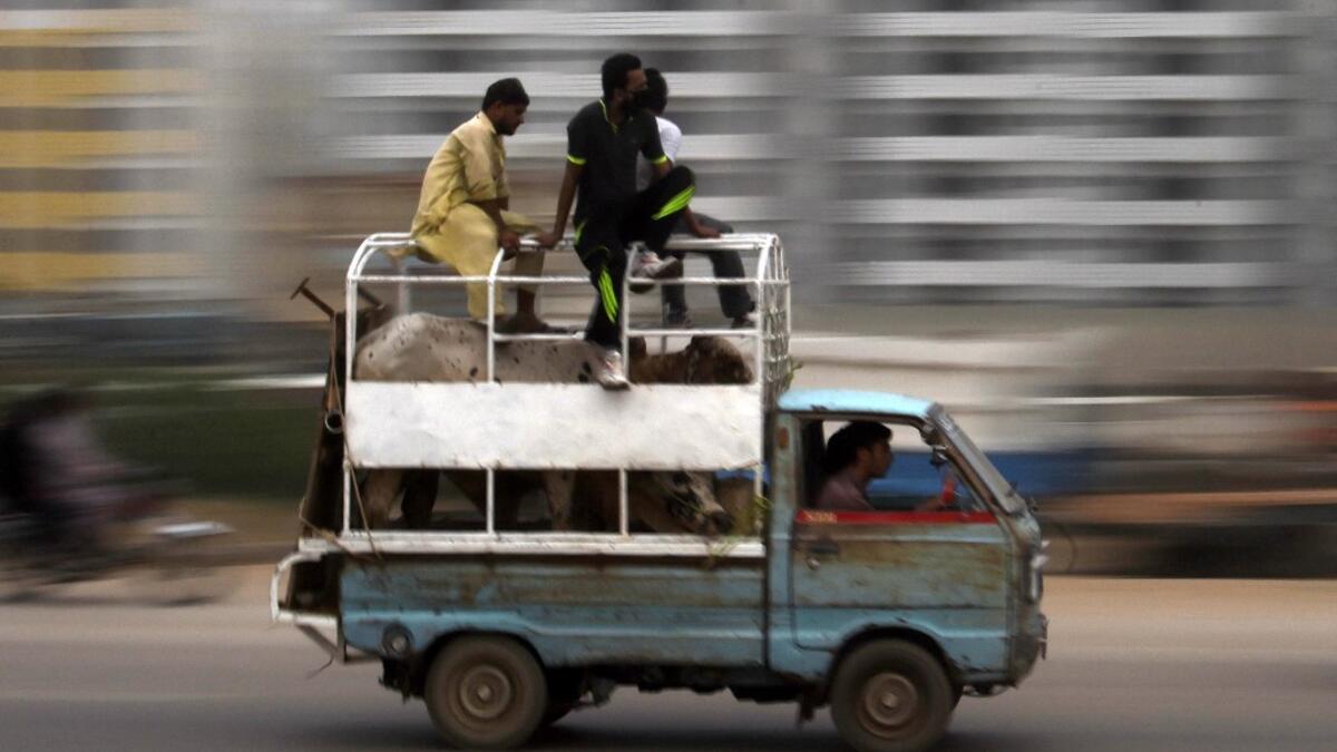 People transport cattle ahead of the Muslim festival of Eid al-Adha in Pakistan's port city of Karachi on July 16, 2021. Asif HASSAN / AFP