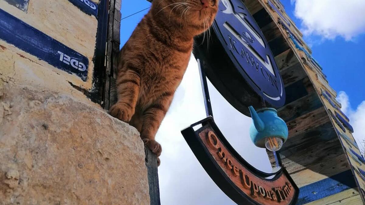 The bookshop offers travelers and locals something different