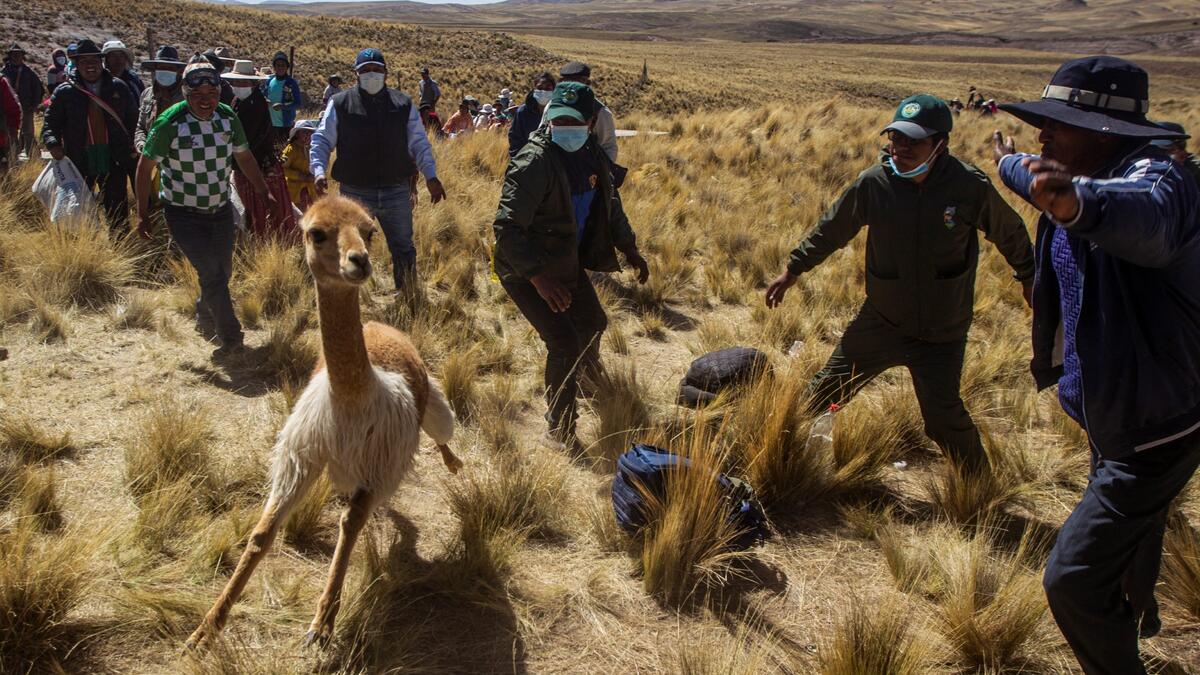 Members of the community of Totoroma participate in the traditional Chaku, or Chaccu, an annual vicuna round-up and shearing festival, in the village of Totoroma, 148 km from the city of Puno, in southern Peru