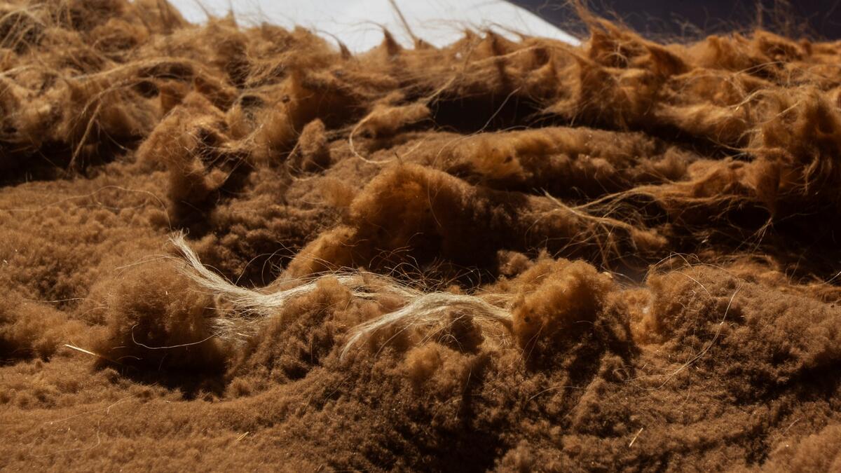 Picture of vicuna wool taken as members of the community of Totoroma participate in the traditional Chaku, or Chaccu, an annual vicuna round-up and shearing festival, in the village of Totoroma, 148 km from the city of Puno, in southern Per