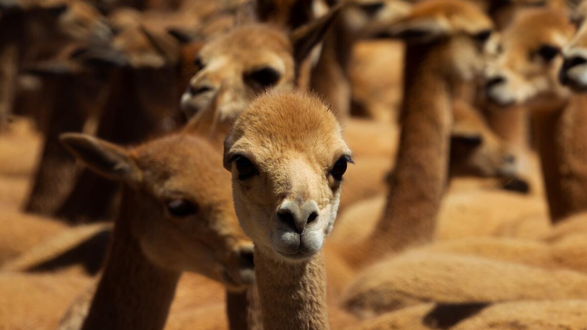Vicunas are seen as members of the community of Totoroma participate in the traditional Chaku, or Chaccu, an annual vicuna round-up and shearing festival, in the village of Totoroma, 148 km from the city of Puno, in southern Peru