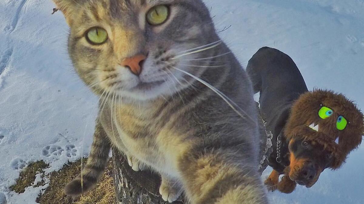 Manny-the selfie cat